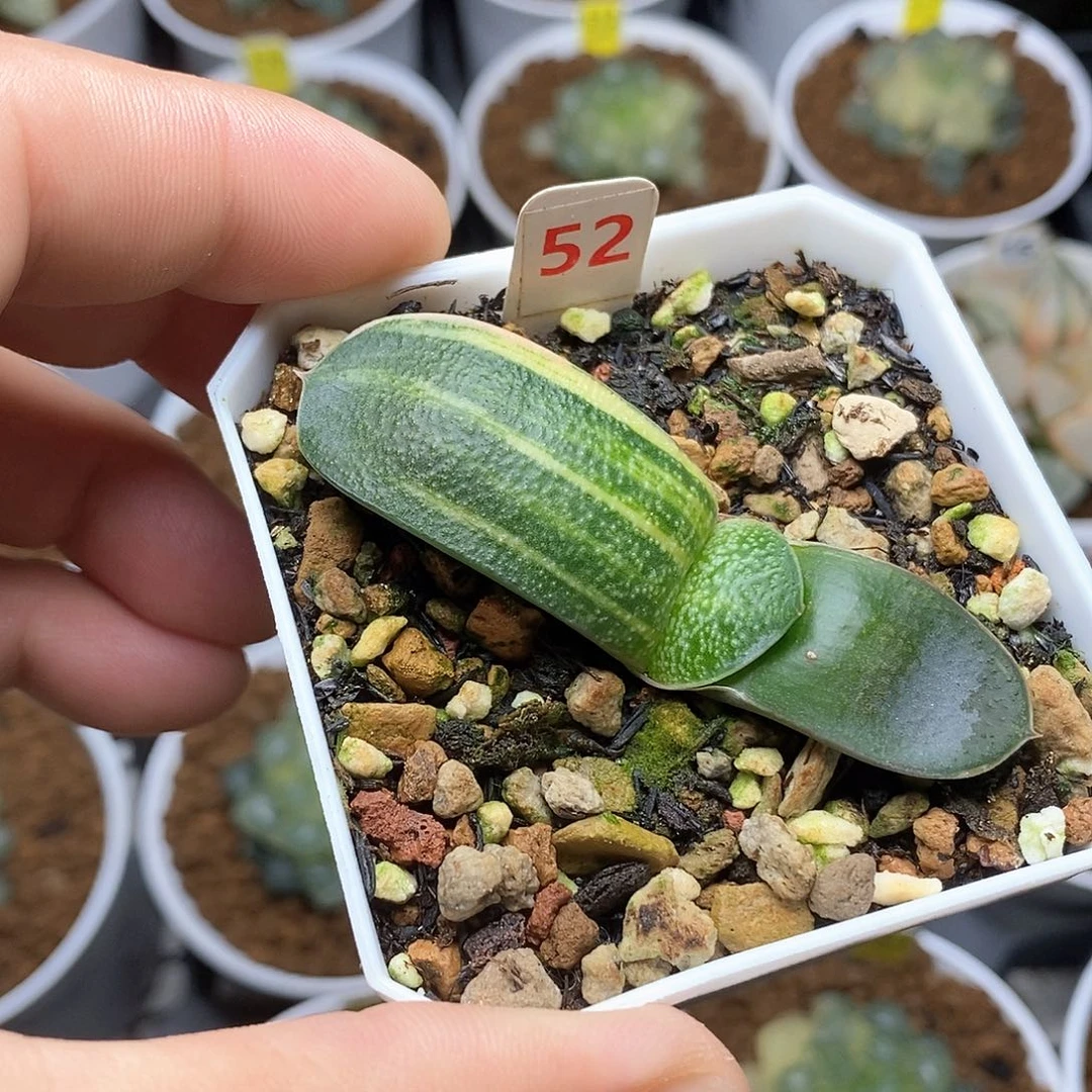 52号珍珠卧牛锦一物一拍