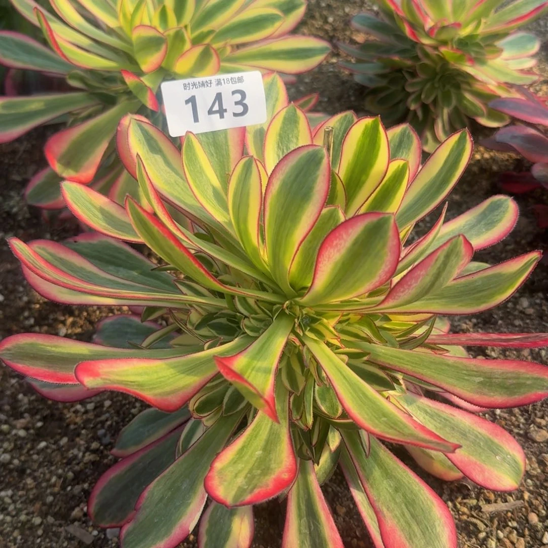 143冰淇淋到春天。多肉植物