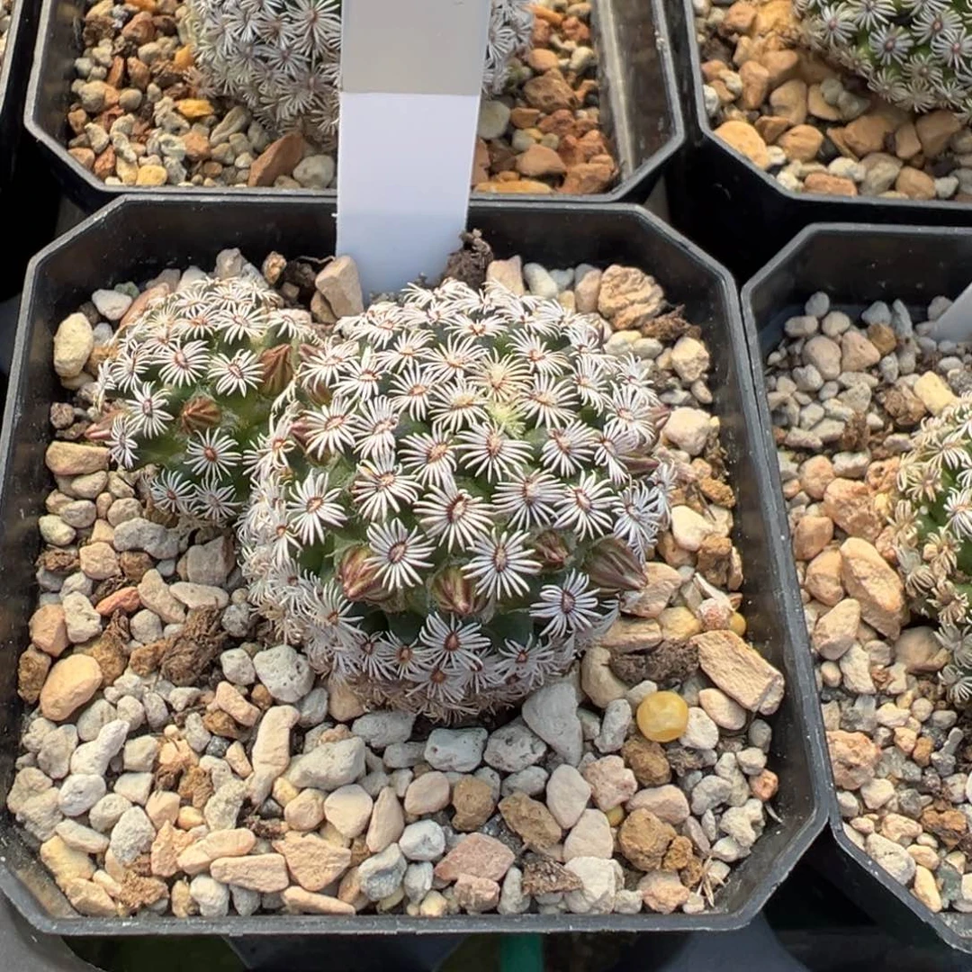 446实生根克氏丸多肉植物带盆土