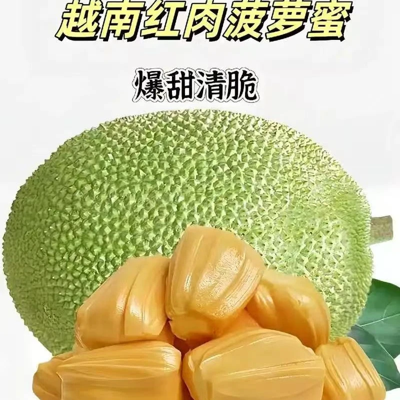 甄选越南黄肉菠萝蜜  肉质黄色 口感脆甜10斤起（取芯备注 默认整颗）
