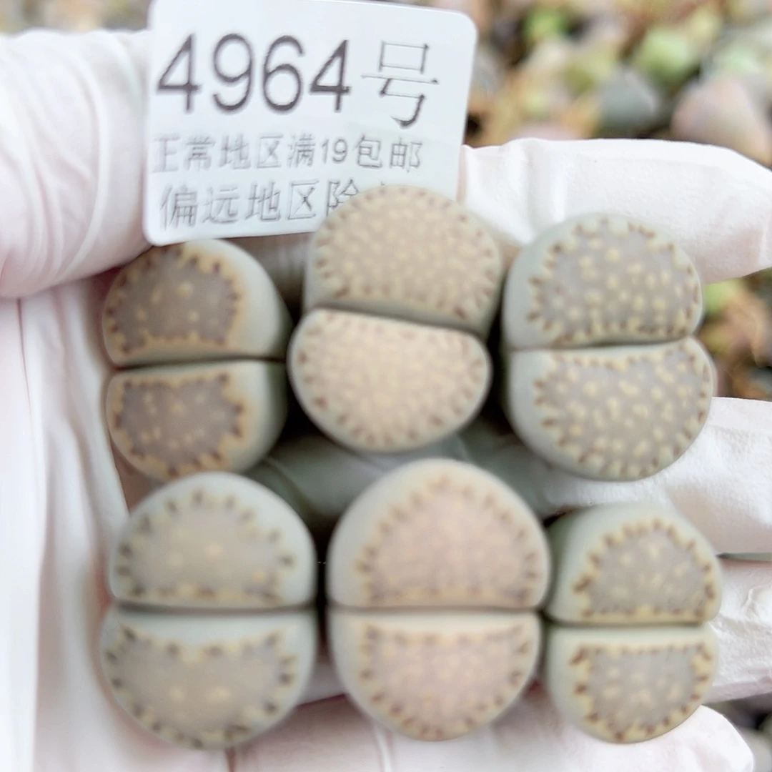 4964四年饼干6个2cm左右