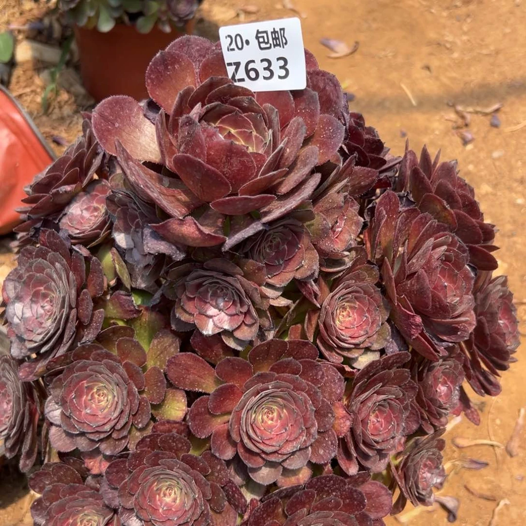 芒*?633红太阳，满20包邮