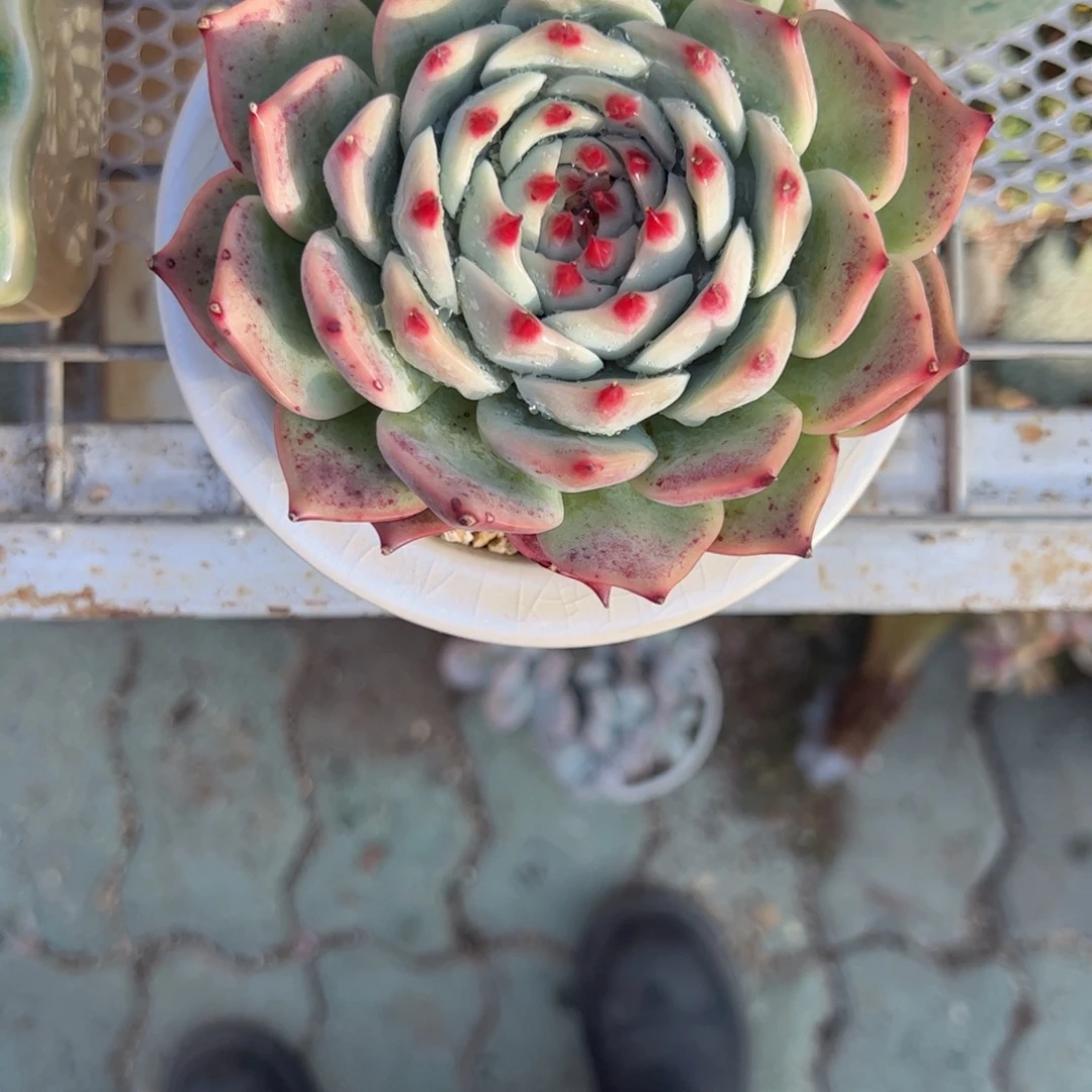 小****大单头吉娃娃不带盆