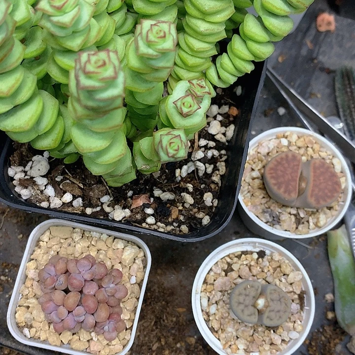 老猫猫多肉一物一拍