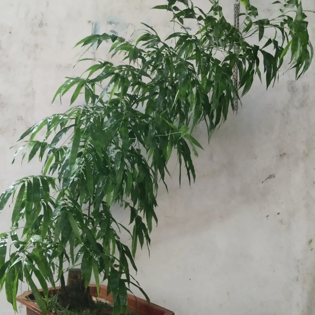 小叶勒竹室内外绿植装饰增添家居绿意