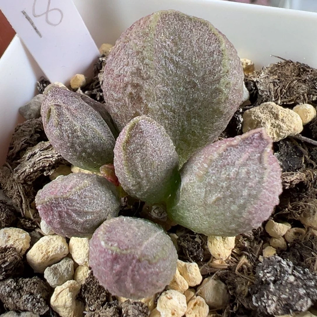 好***6w实生新品多肉植物水泡