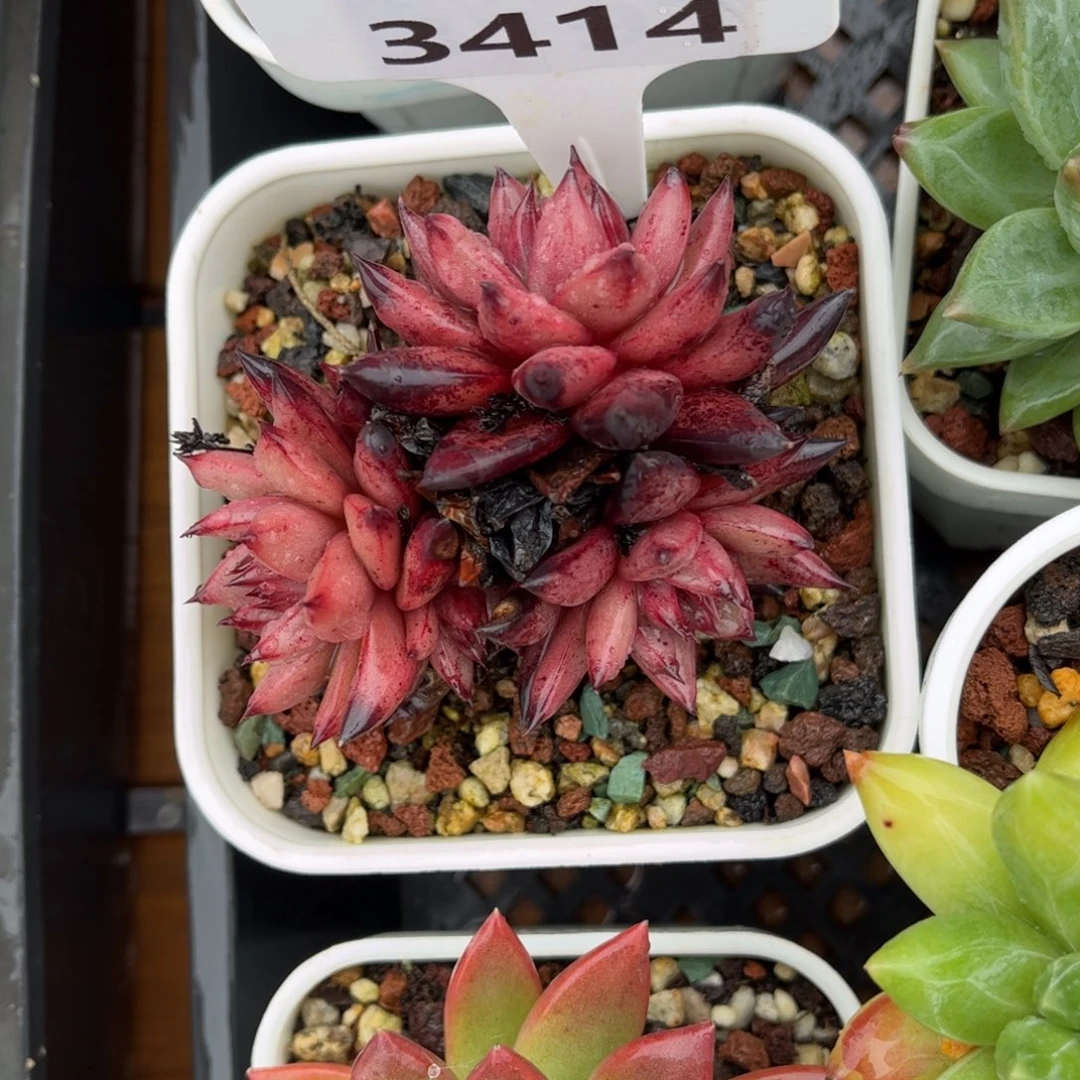 多肉植物3414 一定要拍个冷链哦