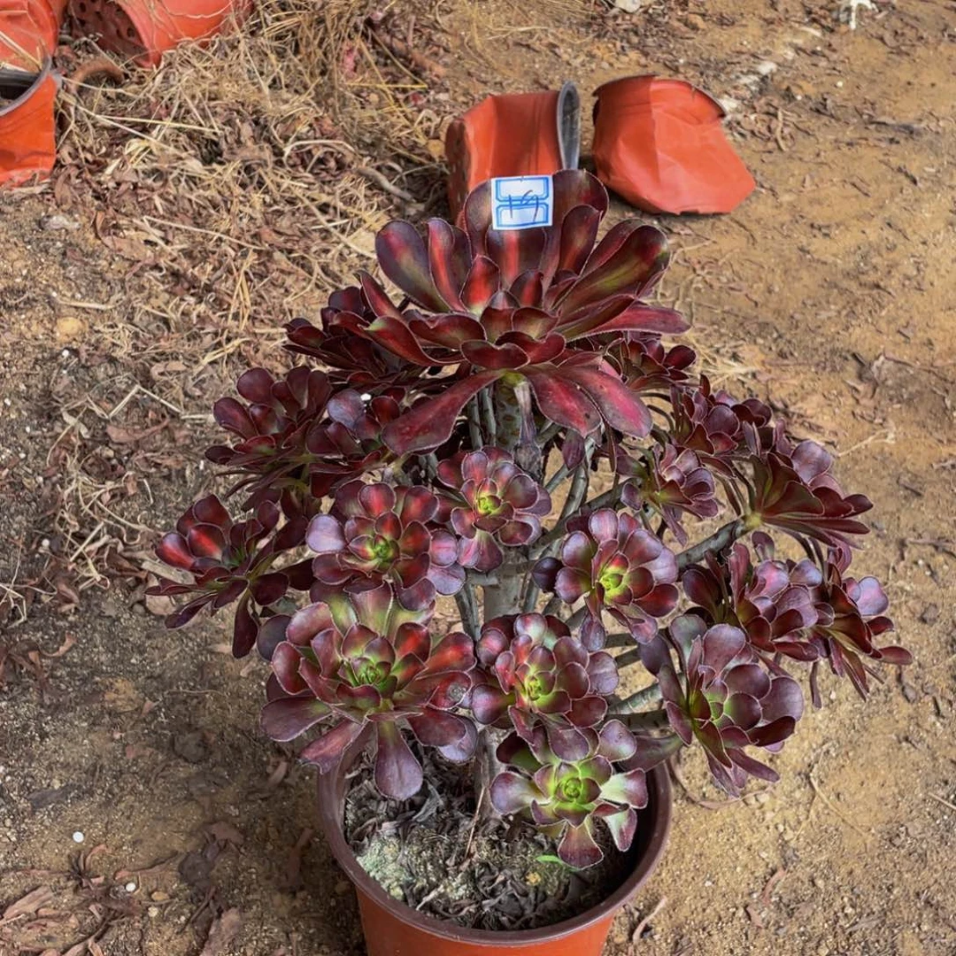 19鲜花老桩晚霞鲜花
