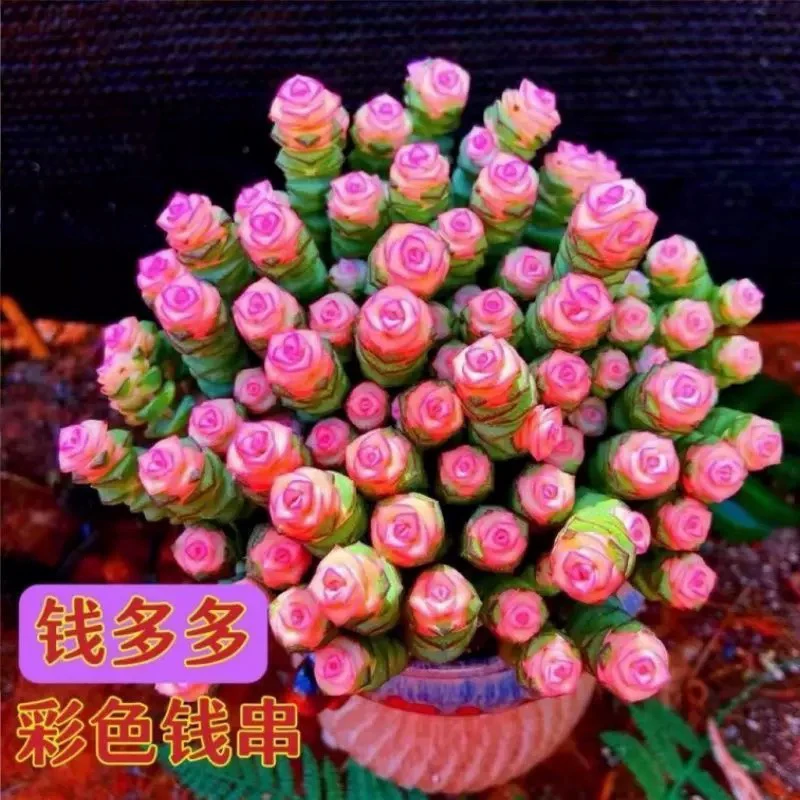 【满9.9包邮】穴盘彩色钱串7颗多肉植物满以直播间展示为准