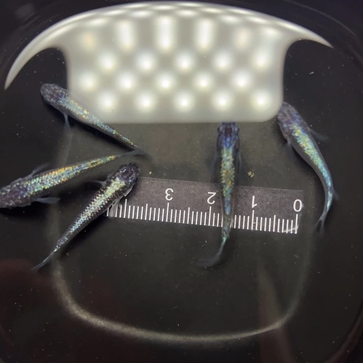 一***包青鳉鱼海王星5条公母搭配