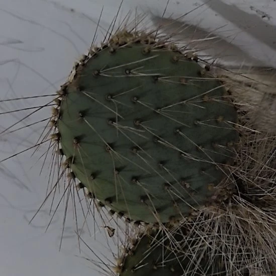 一物一拍，指定掌片！一片价