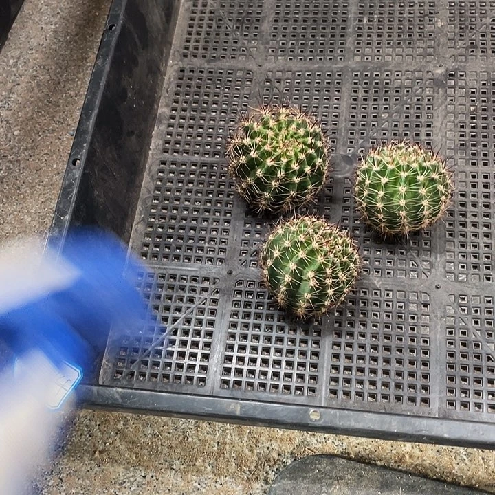 cc214侧芽歪5公分以上满18包邮