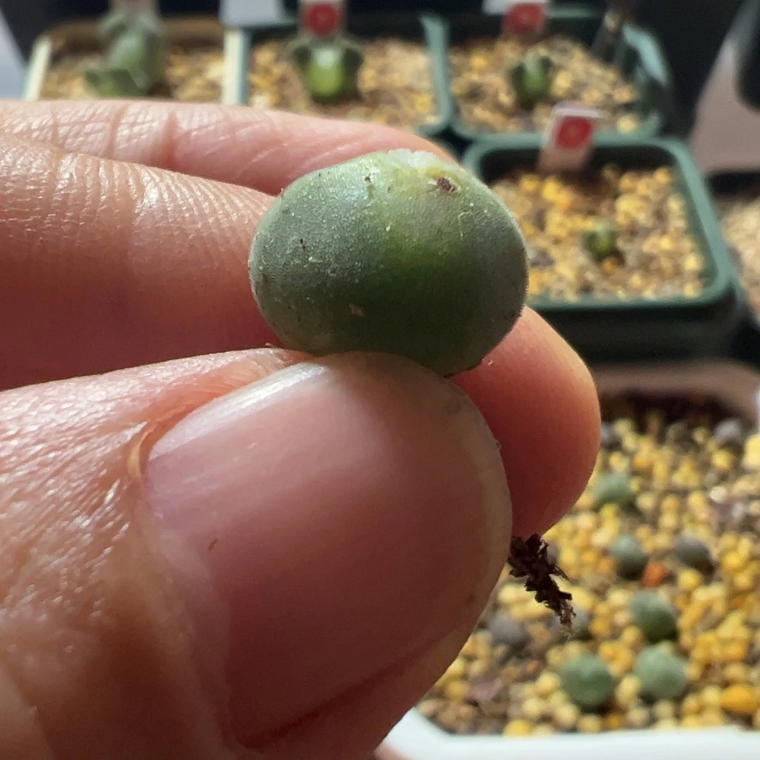 大眼睛2年苗，一物一拍