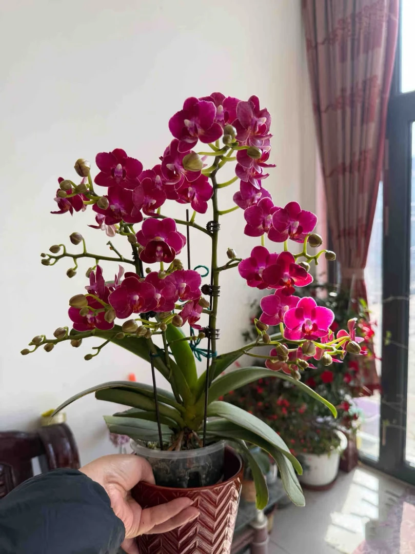 浓香型3个花剑起【樱桃香妃】花量超多 一颗成景蝴蝶兰