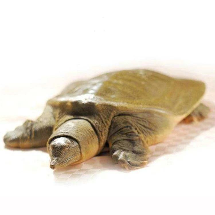 甲鱼整只 宰杀前约450g-550g（默认宰杀）