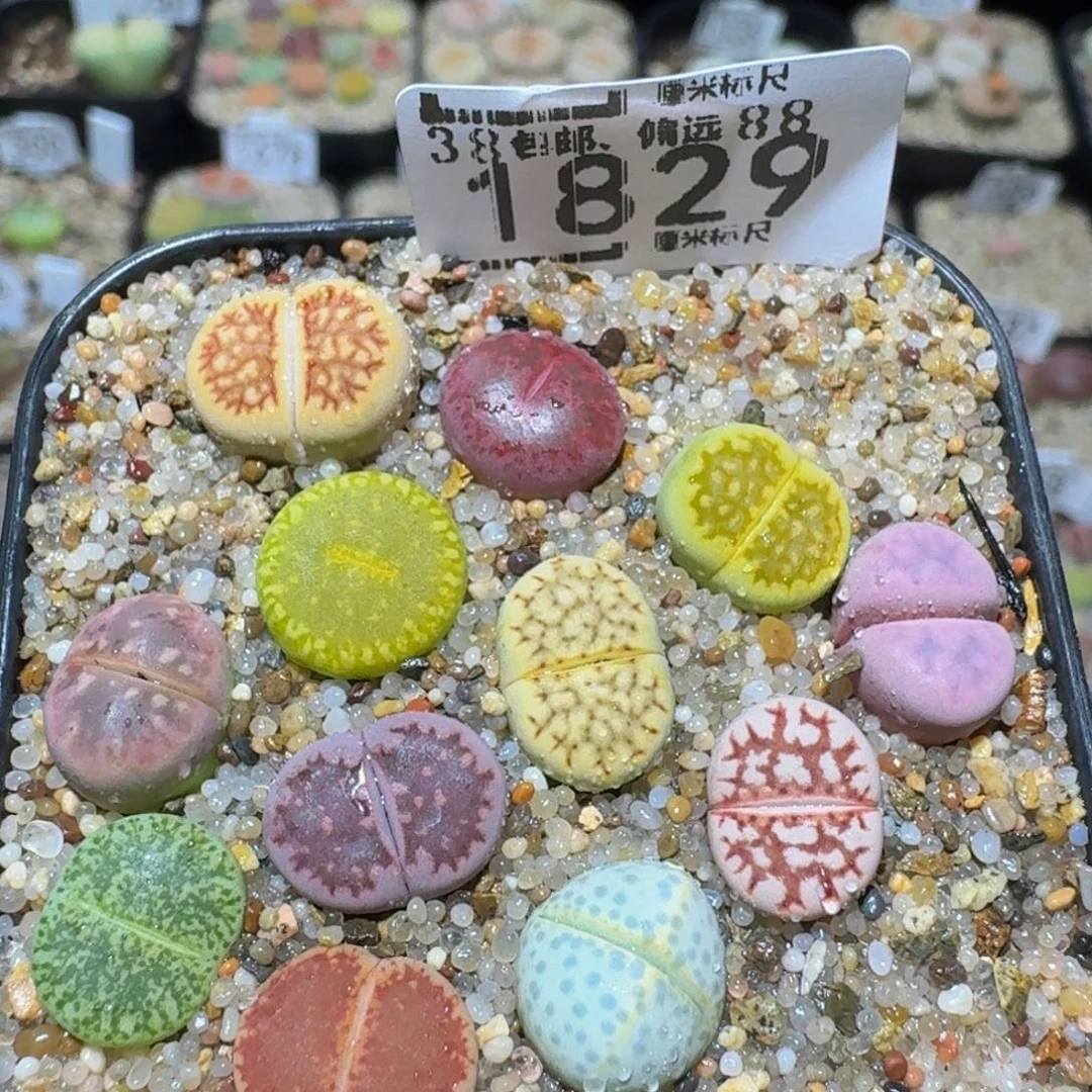 Ssss精品生石花1829