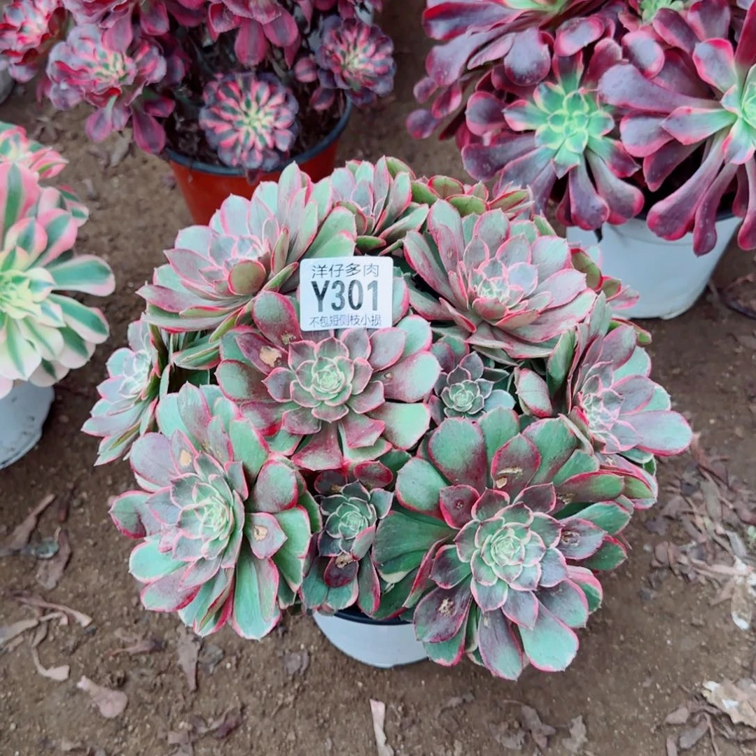 粉花妖发师301冠幅25