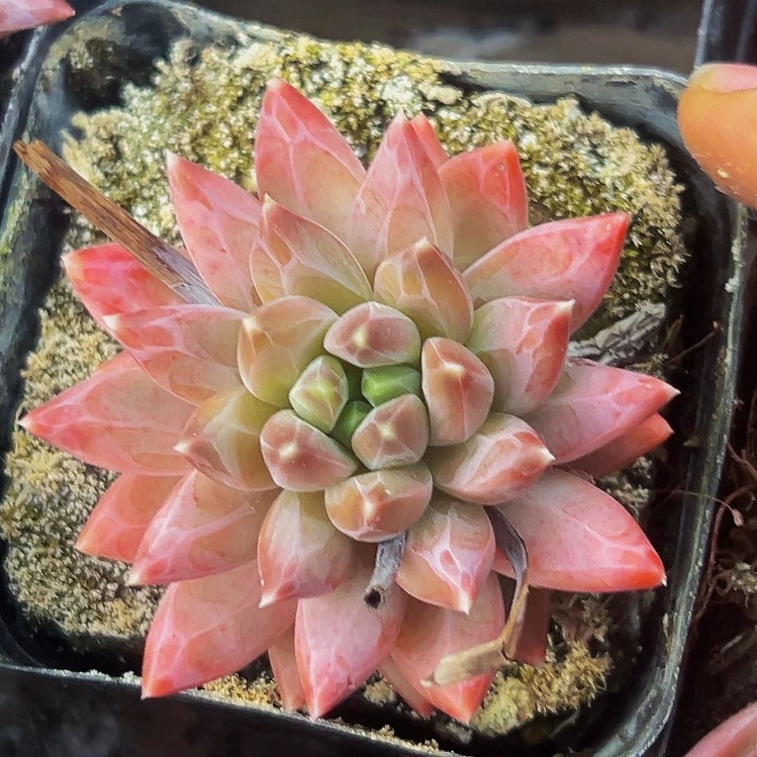 桔云多肉美人精品系列