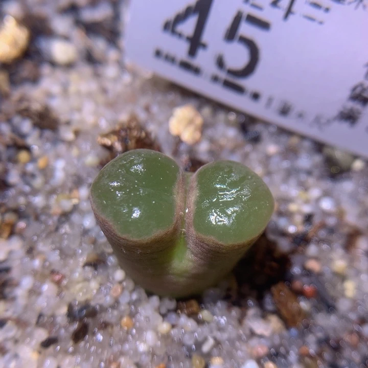 精品生石花224.45星空磁铁