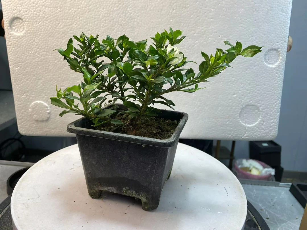 寿星栀子花随机发货