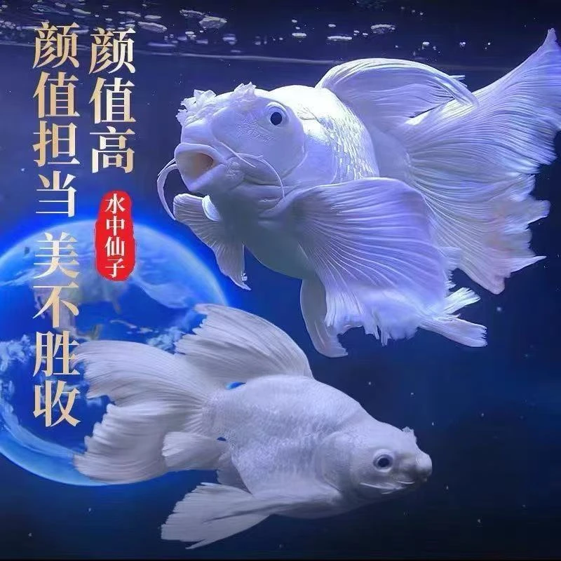 纯种短身球体蝴蝶鲤冷水观赏鱼好养耐活到家