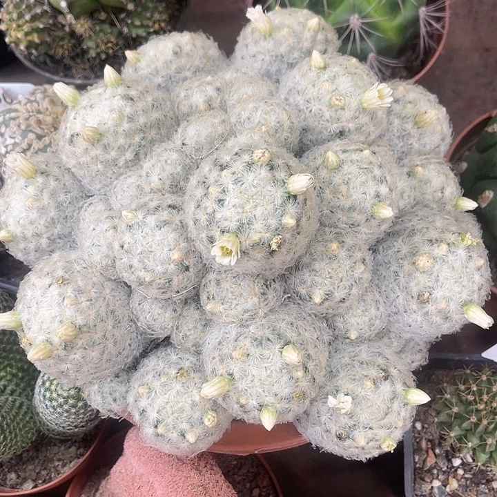 仙人球开花仙人球上