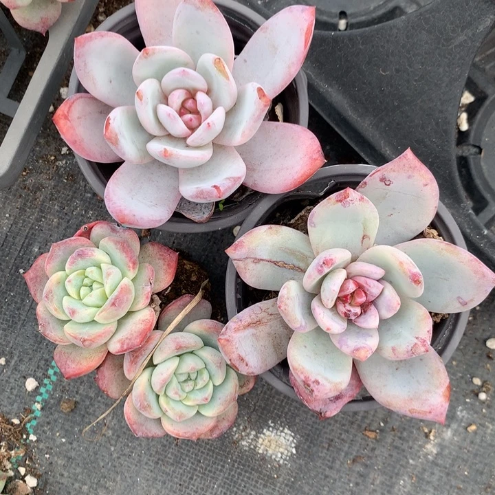 无花朵一组福利多肉