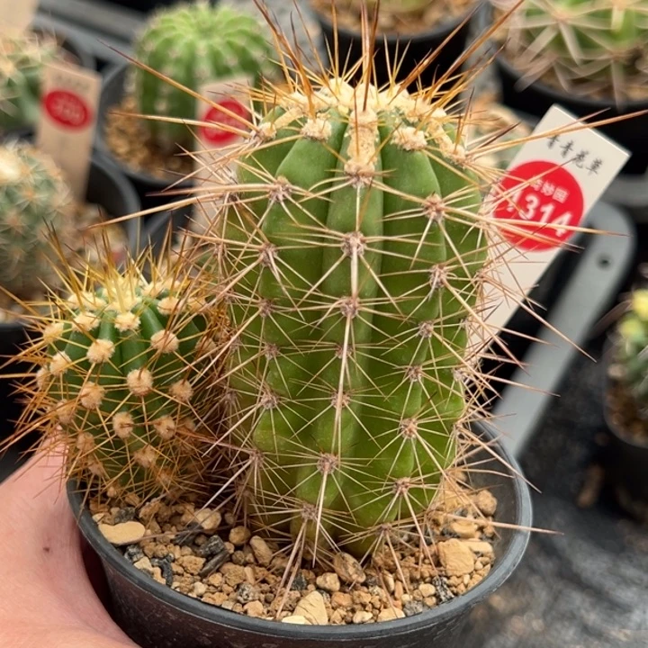 实生双头毛花柱一棵仙人球