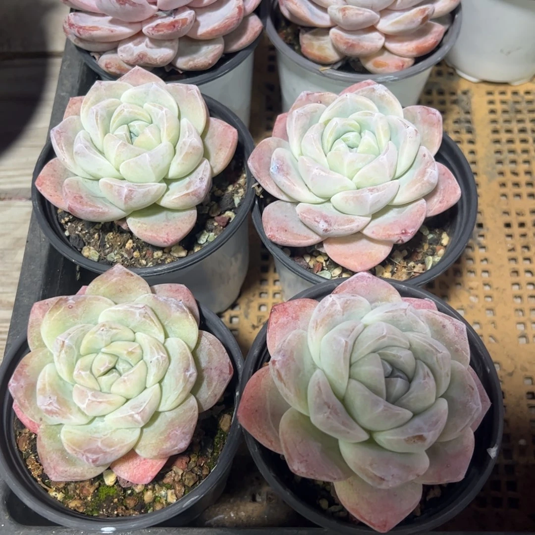 四颗冰玉多肉老桩