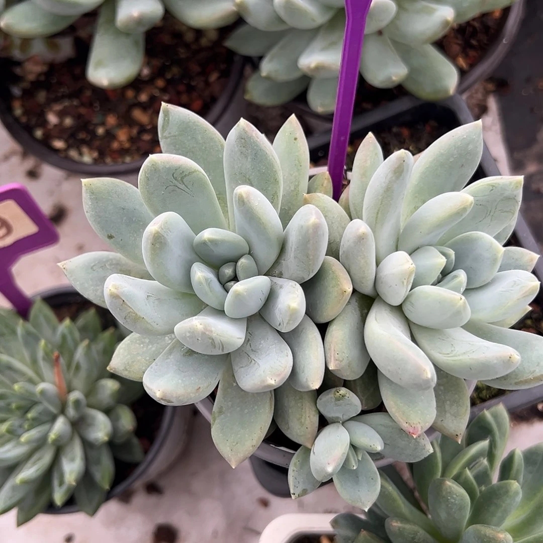 摇光多肉植物145