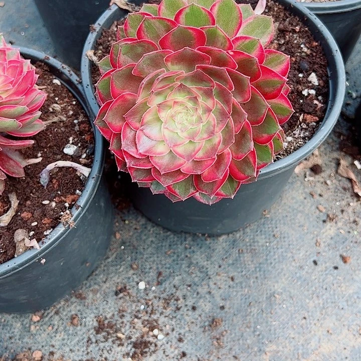 黑魔锦单头多肉植物大战
