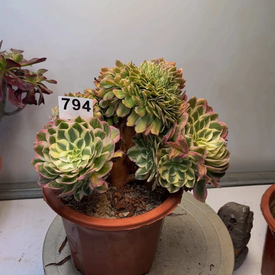 多肉植物海王缀794