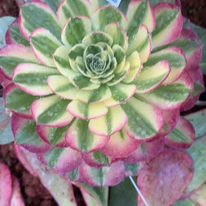 389玉姿掌心多肉法师锦