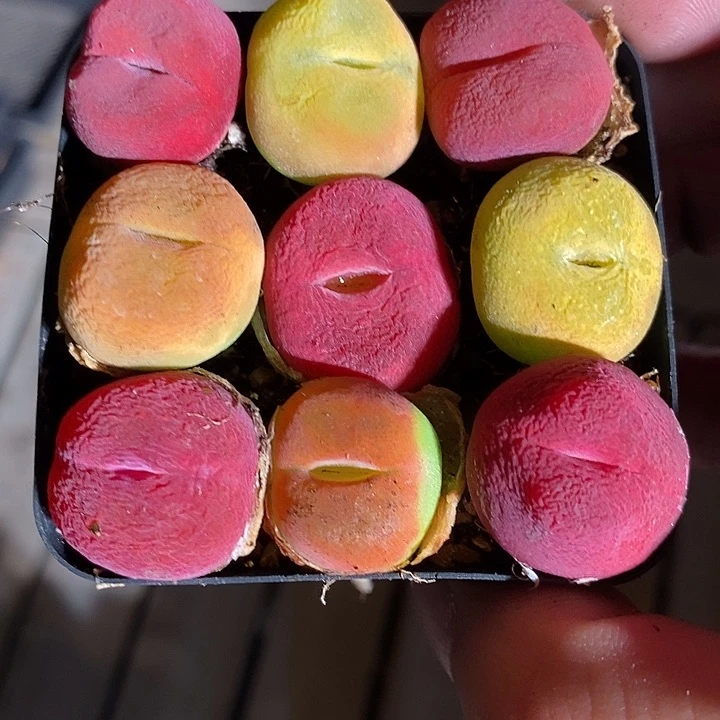 4358。     一组。单头彩毛。