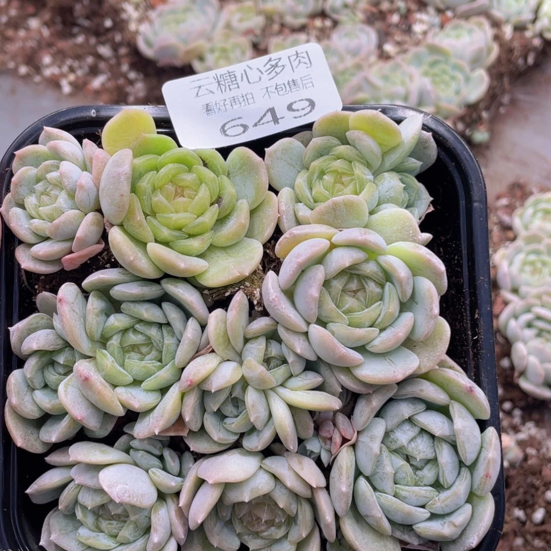 云糖心多肉植物649