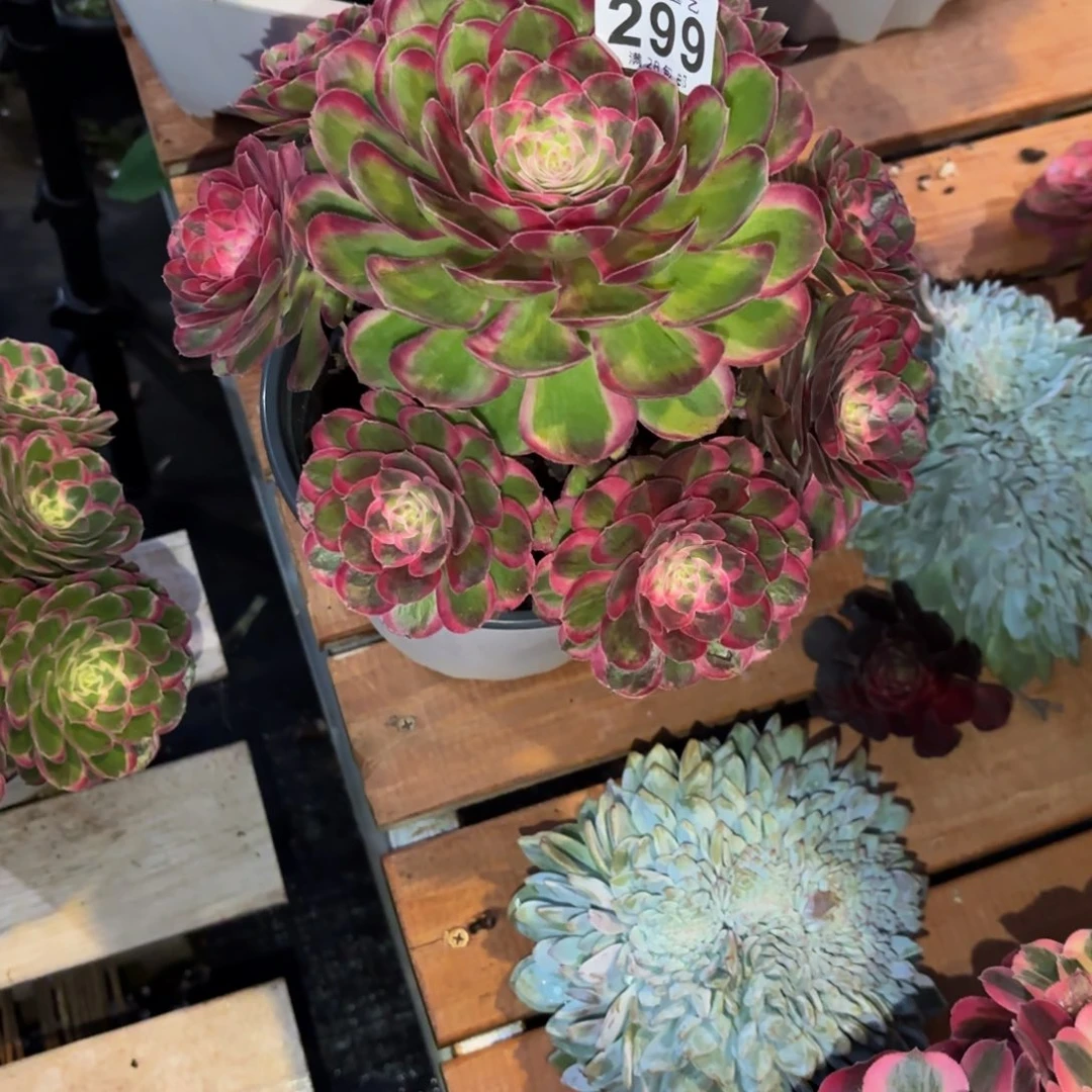 春***来孔雀翎脱土发货福袋299