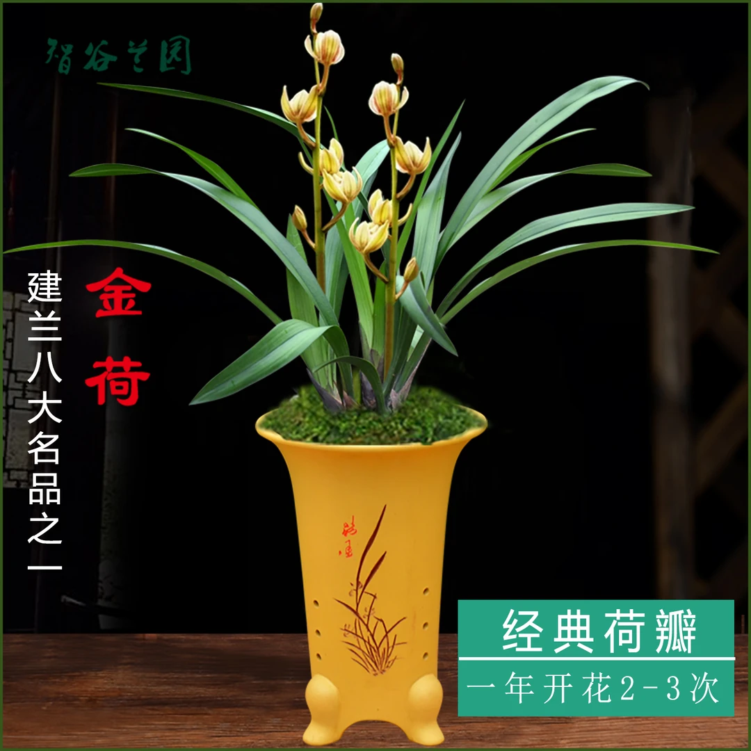 浓香名贵兰花荷瓣老种建兰金荷红月中矮叶形室内花卉绿色植物盆栽