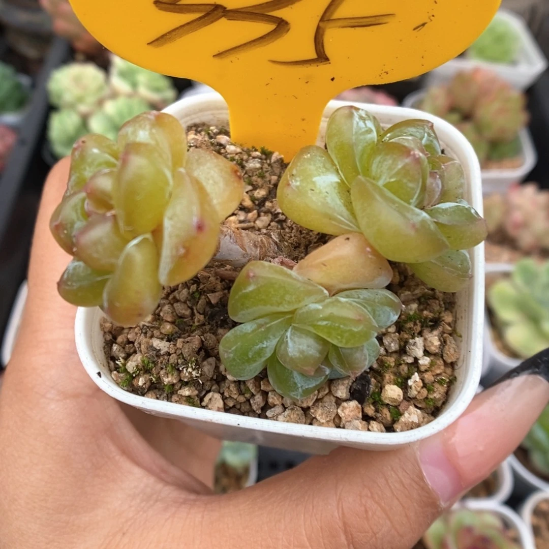 金雀珍妮群生335号。