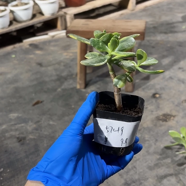 某***某当前无花栽培后可以开花9.9