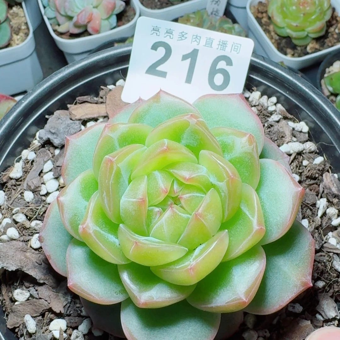 海洋之心            精美多肉植物