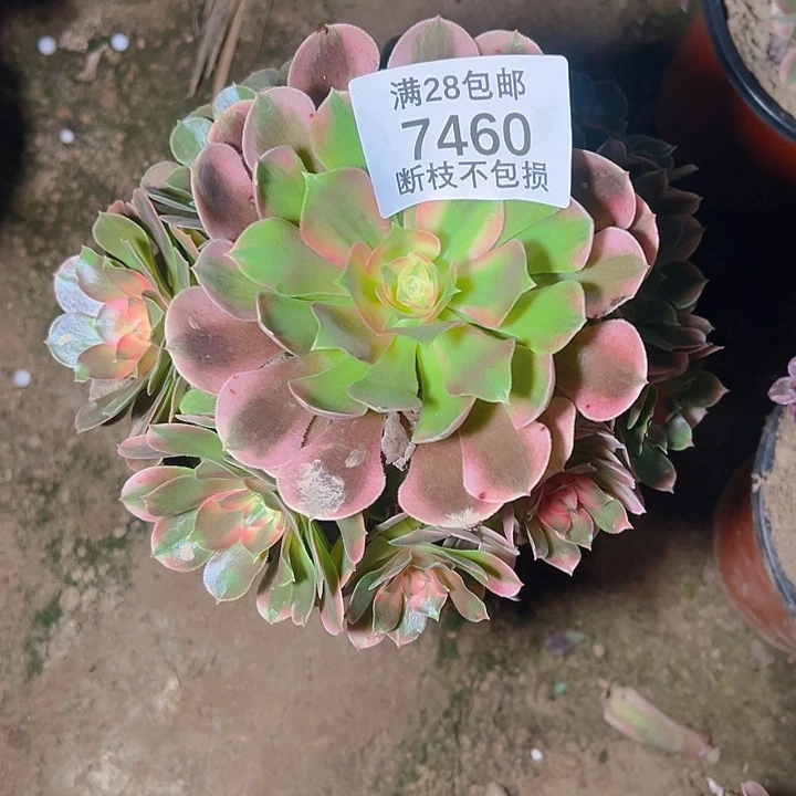 7460香妃多肉植物