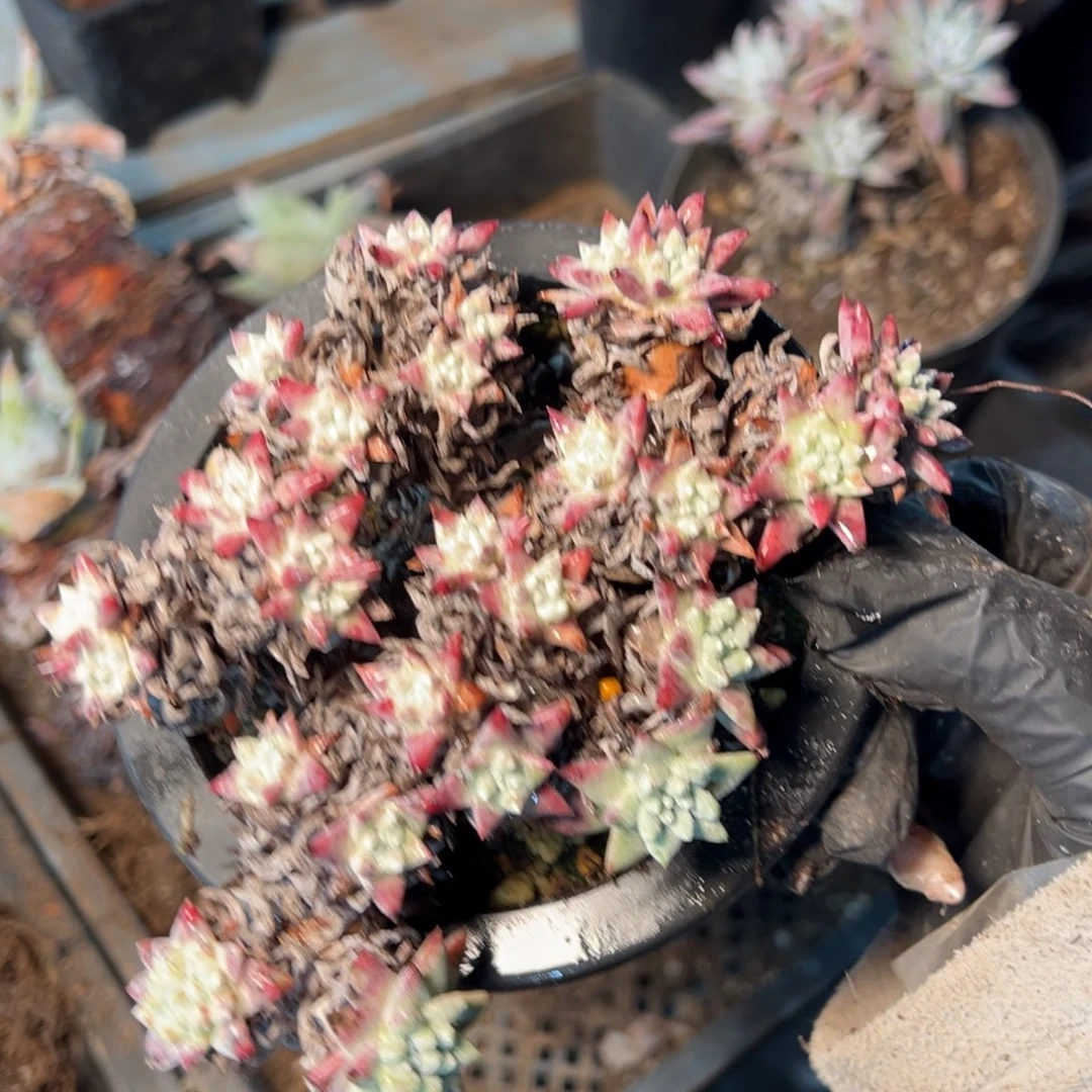 394哈哈哈哈哈哈哈