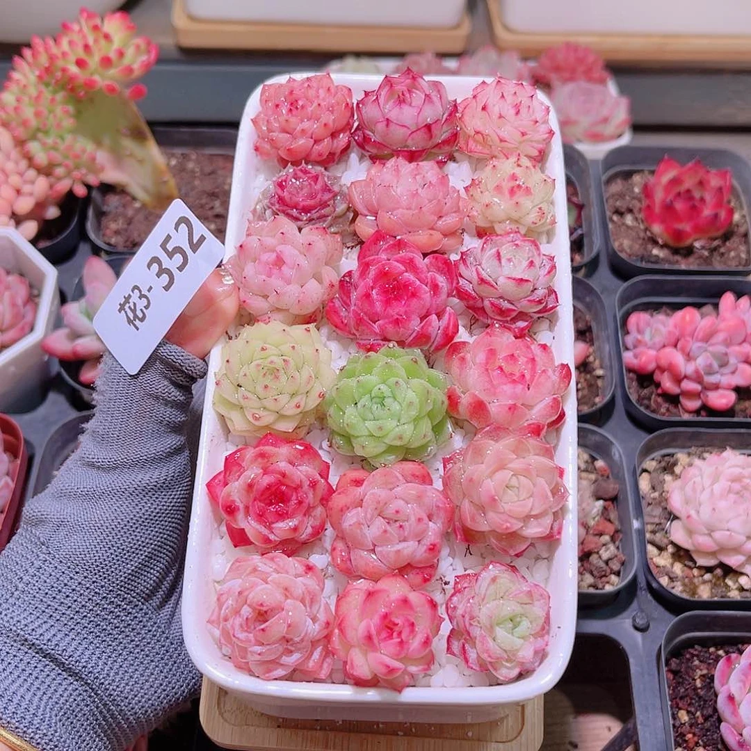 花03-352拼盘➕花盆➕土➕铺面石