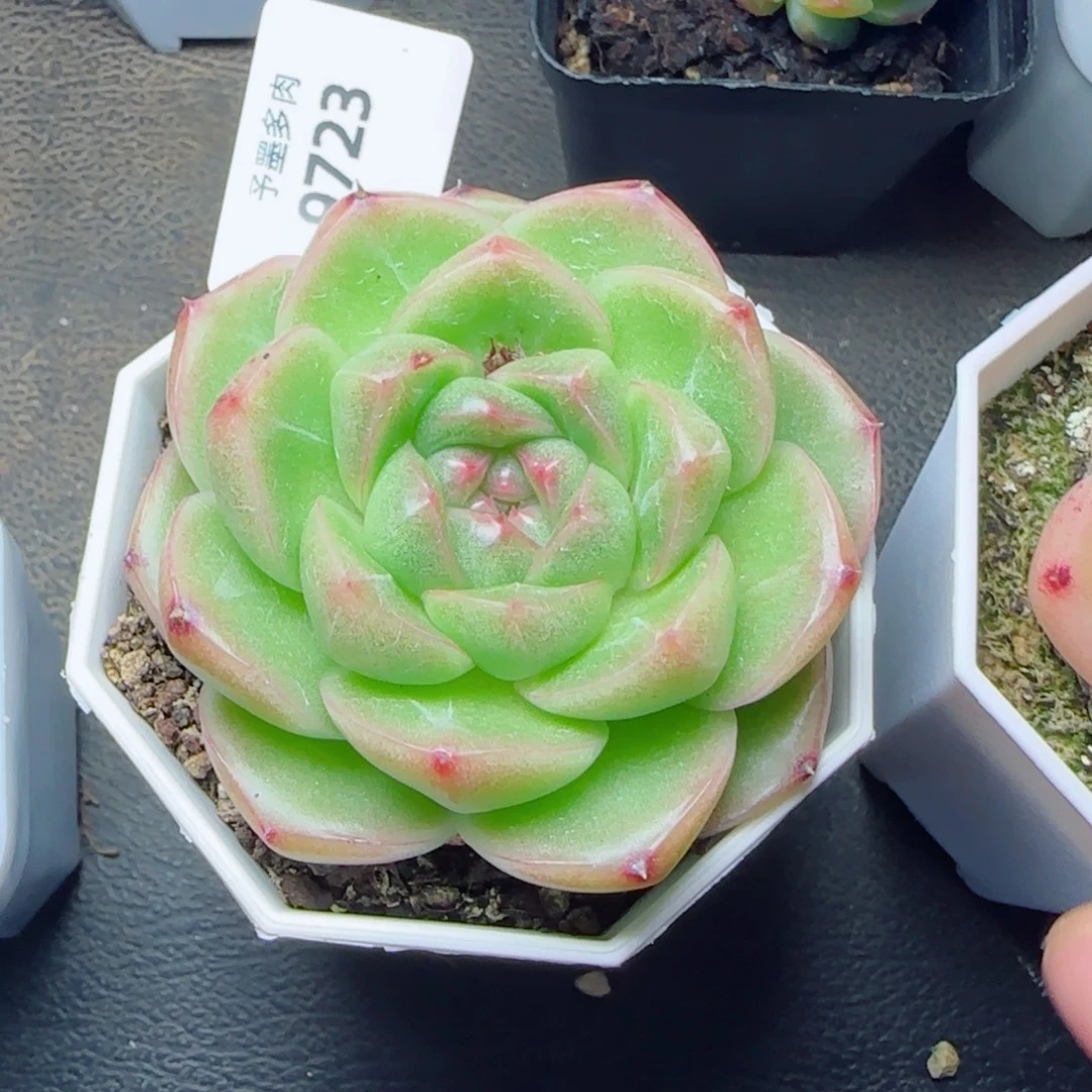 M100 ，9723多肉植物