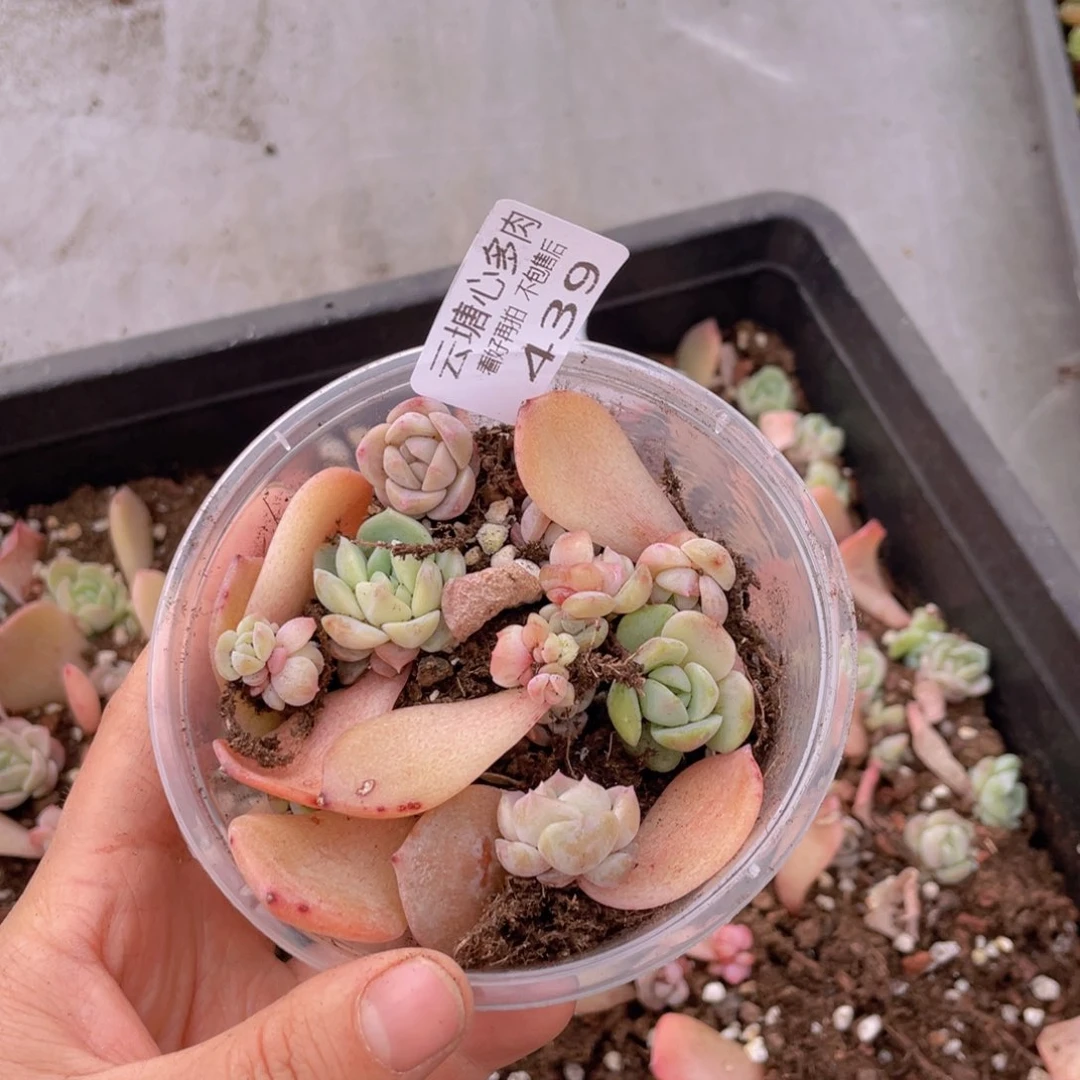 若**天云糖心多肉植物439