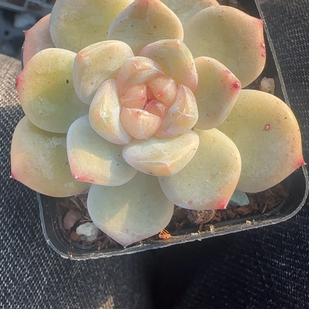 小卡拉米糖心一物一拍