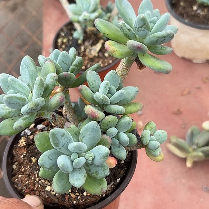 苹果美人多肉植物提取