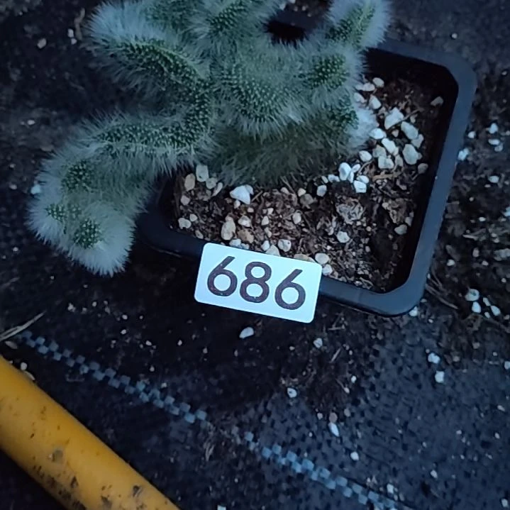 清***筑无花朵落地九尾狐缀化686