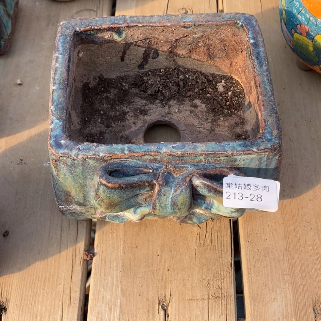 红陶毛*妈28号多肉盆一个呀