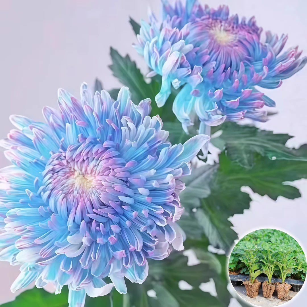【极光】新鲜大菊花苗大花植物【不活包赔】优质苗绿植田园花卉带原土